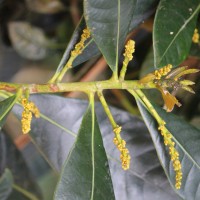 Agrostistachys borneensis Becc.